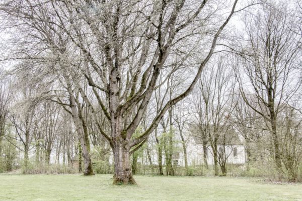 © Willy van der Laan