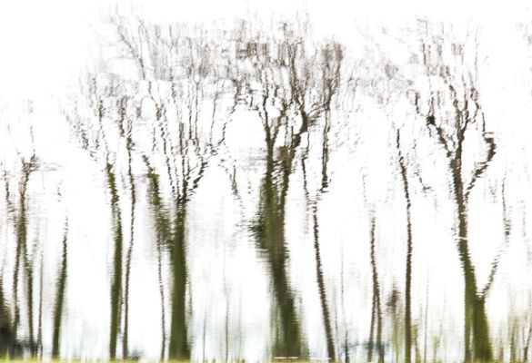 © Willy van der Laan