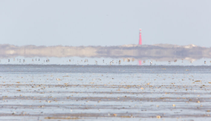 © Willy van der Laan