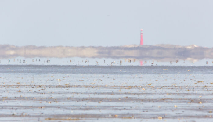 © Willy van der Laan