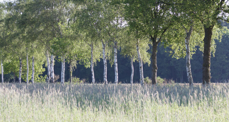 © Willy van der Laan