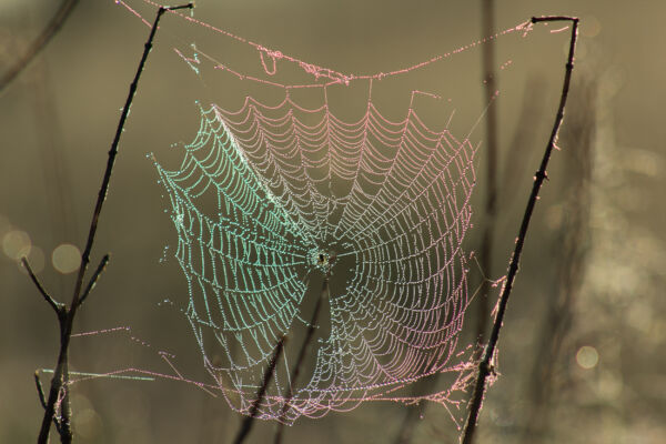 © Willy van der Laan