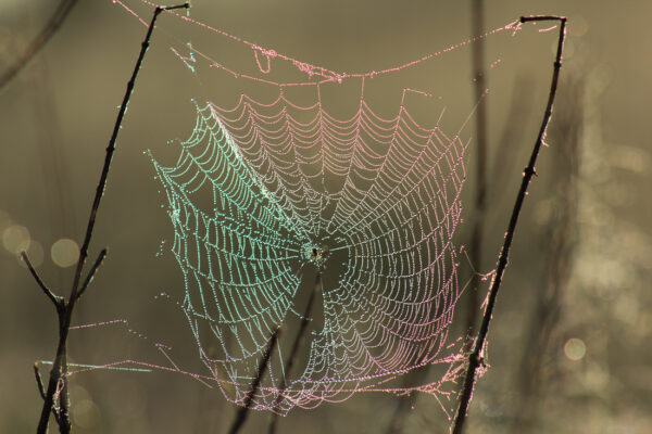 © Willy van der Laan