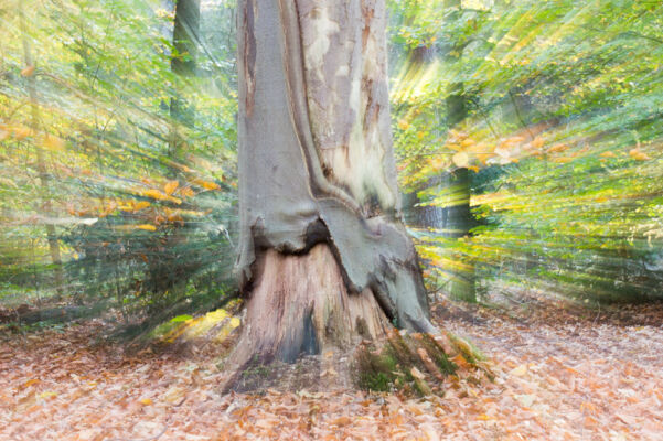 © Willy van der Laan