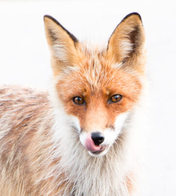 © Willy van der Laan