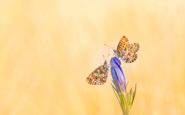 © Willy van der Laan – ‘Zilveren maanvlinder’