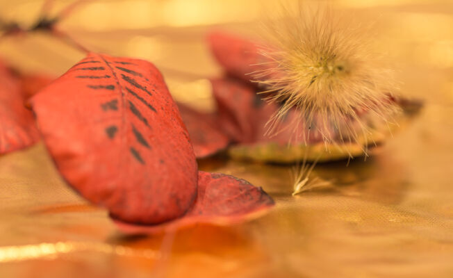 © Willy van der Laan