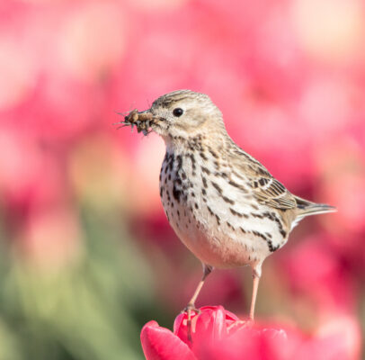 © Willy van der Laan