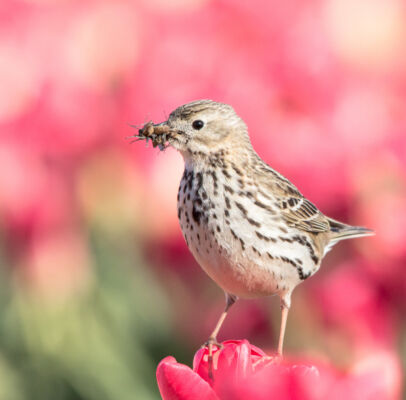 © Willy van der Laan