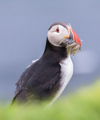 © Willy van der Laan