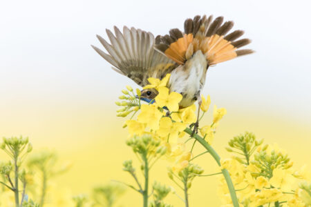 © Willy van der Laan