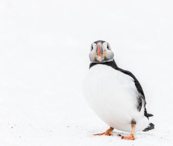 © Willy van der Laan