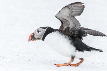 © Willy van der Laan