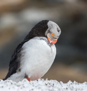 © Willy van der Laan