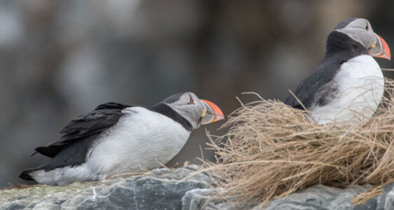 © Willy van der Laan