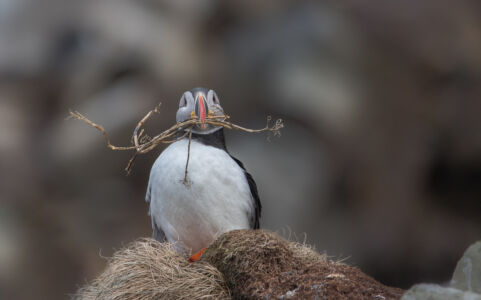 © Willy van der Laan