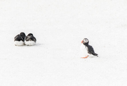 © Willy van der Laan
