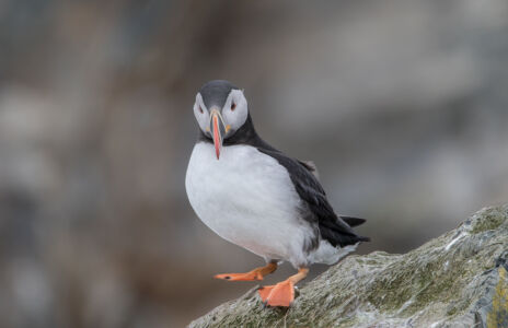 © Willy van der Laan