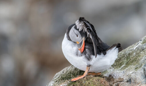 © Willy van der Laan