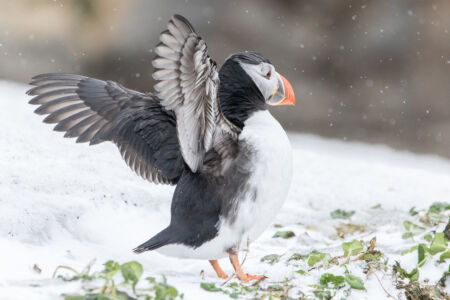 © Willy van der Laan