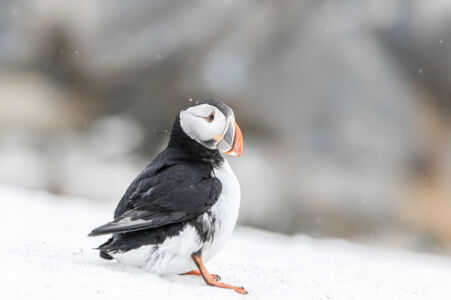 © Willy van der Laan