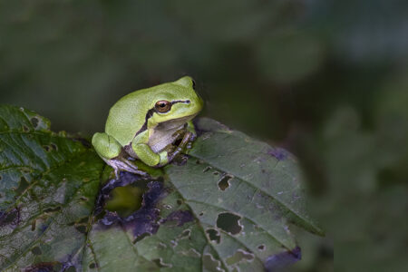 © Martin van Timmeren