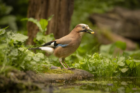 © Martin van Timmeren