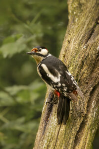 © Martin van Timmeren