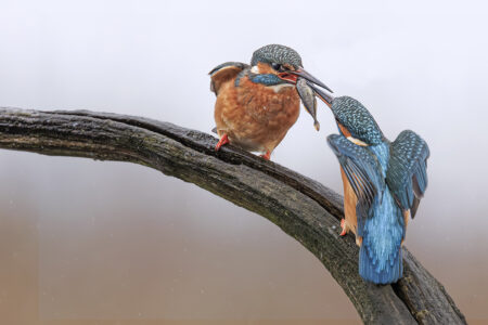 © Martin van Timmeren