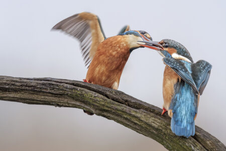 © Martin van Timmeren