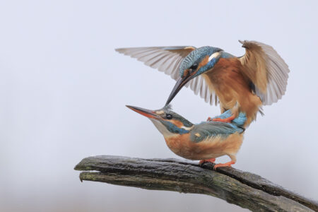 © Martin van Timmeren